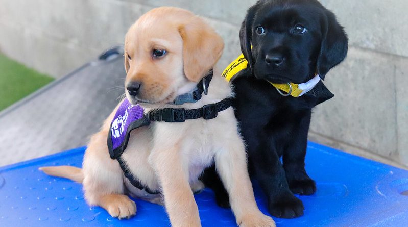 Guide Dogs of America