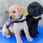 Guide Dogs of America